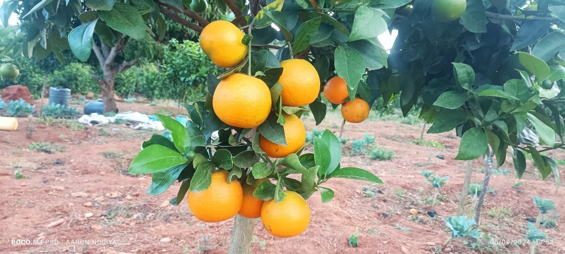 One Acre Pixie Package